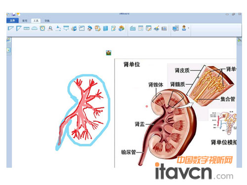 億博交互式電子白板應(yīng)用在生物課堂